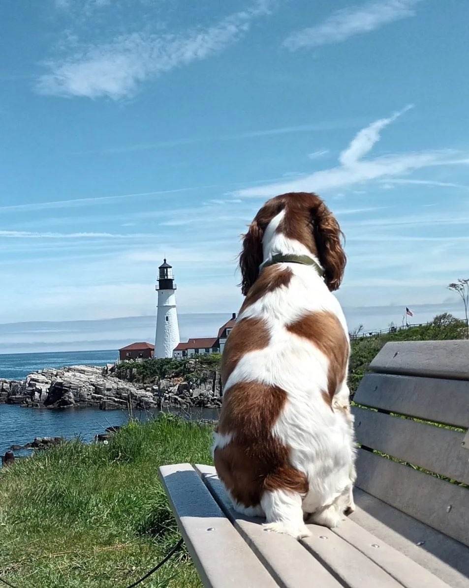 a dog sitting on a bench