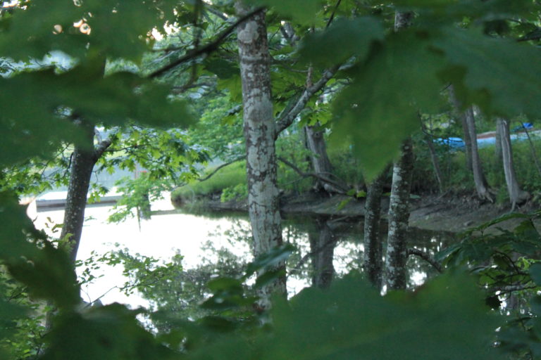 Oak Street Creek